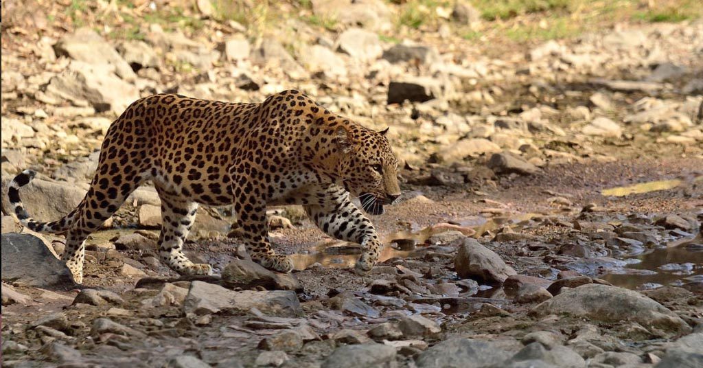 Jhalana leopard Safari