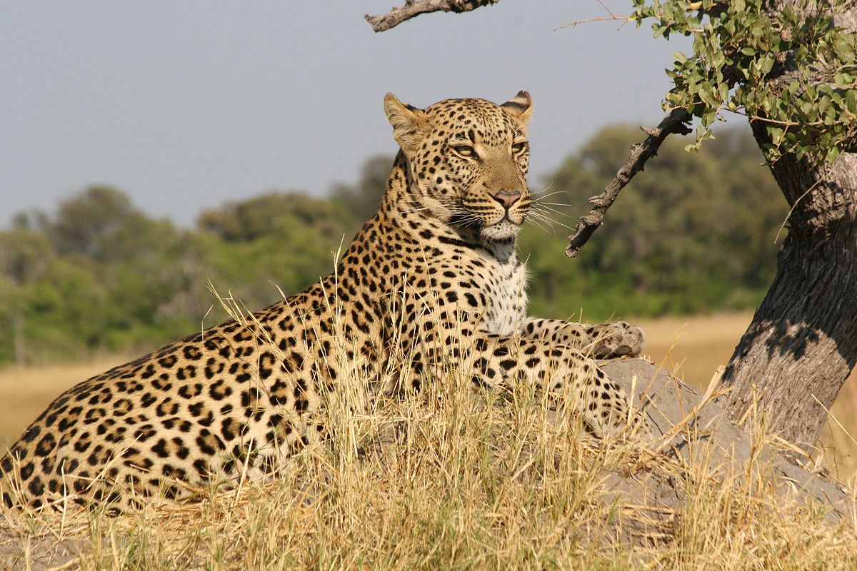 Jaipur got a Worldwide recognition for the leopard conservation project