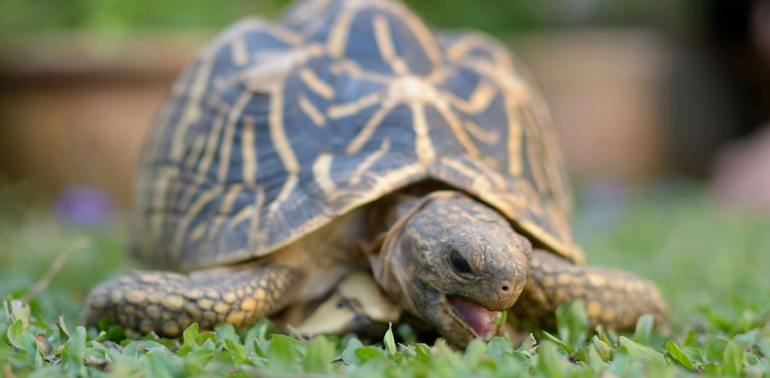 Jaipur police arrested a man keeping a wild animal tortoise as a pet