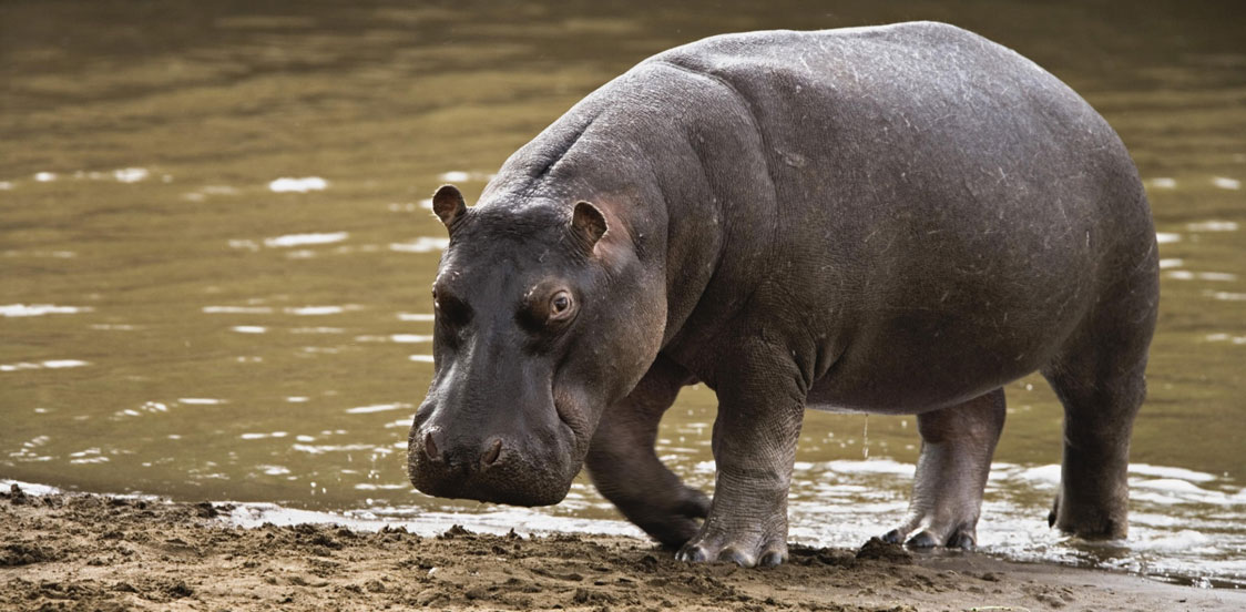 Female hippo