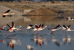 migratory birds dead sambhar lake jaipur