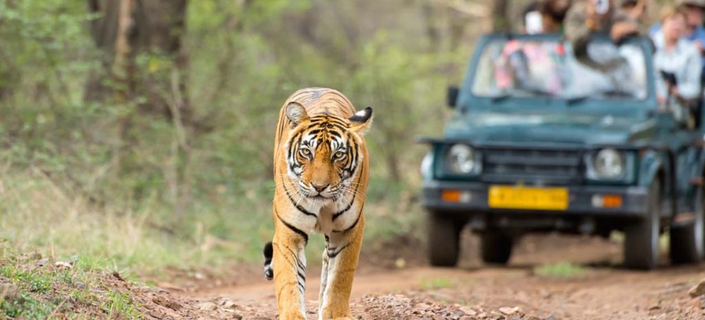 Ranthambore best camping place in Rajasthan
