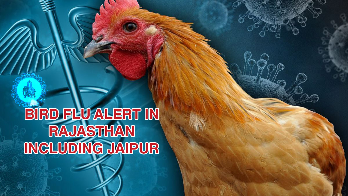 Bird flu alert in Rajasthan