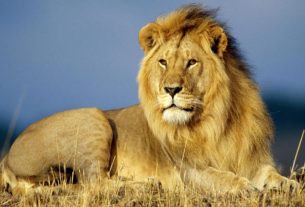 Jaipur lion test Covid positive