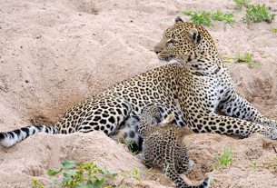Leopardess