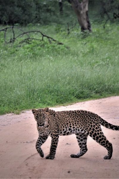 Jungle Leopard Safari jaipur