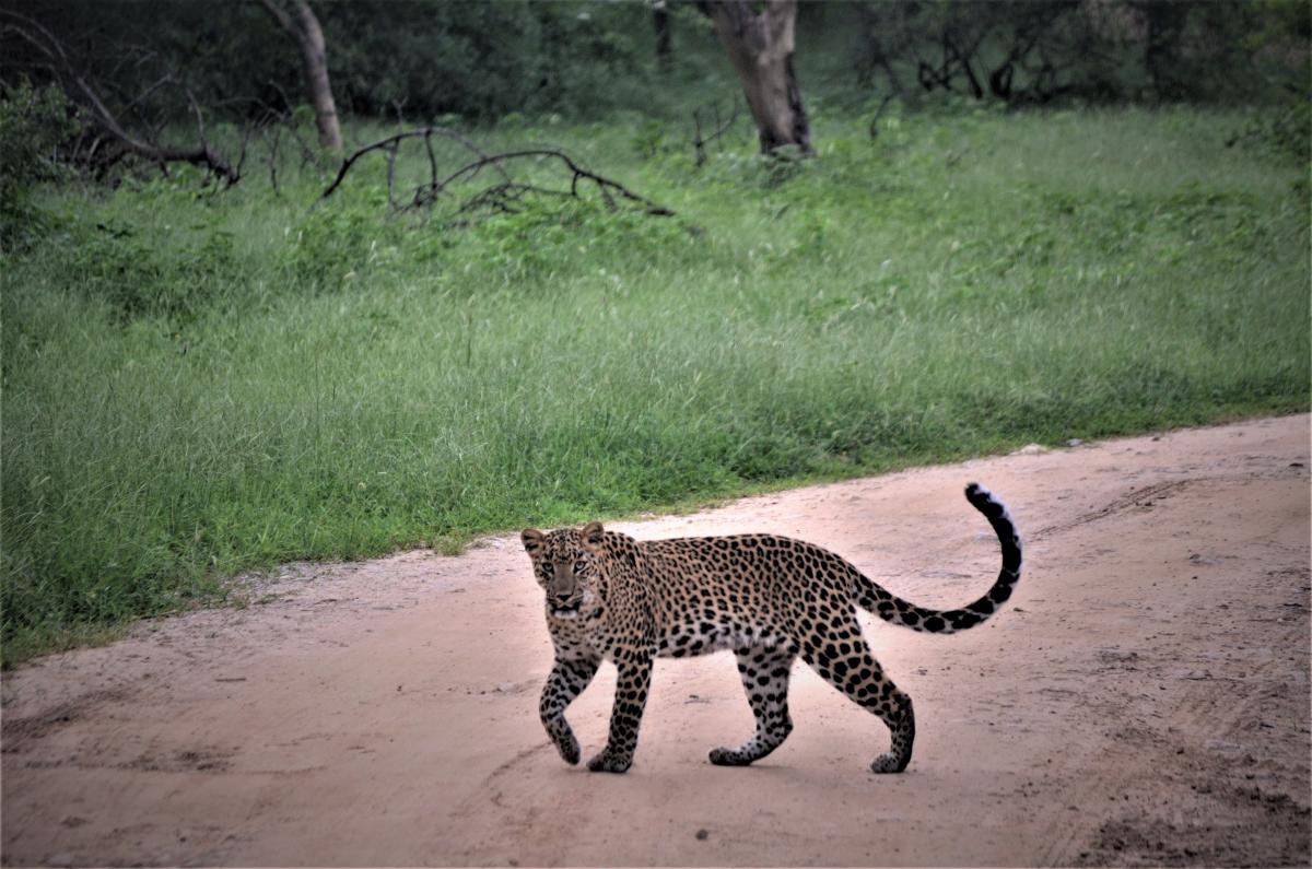 Jungle Leopard Safari jaipur