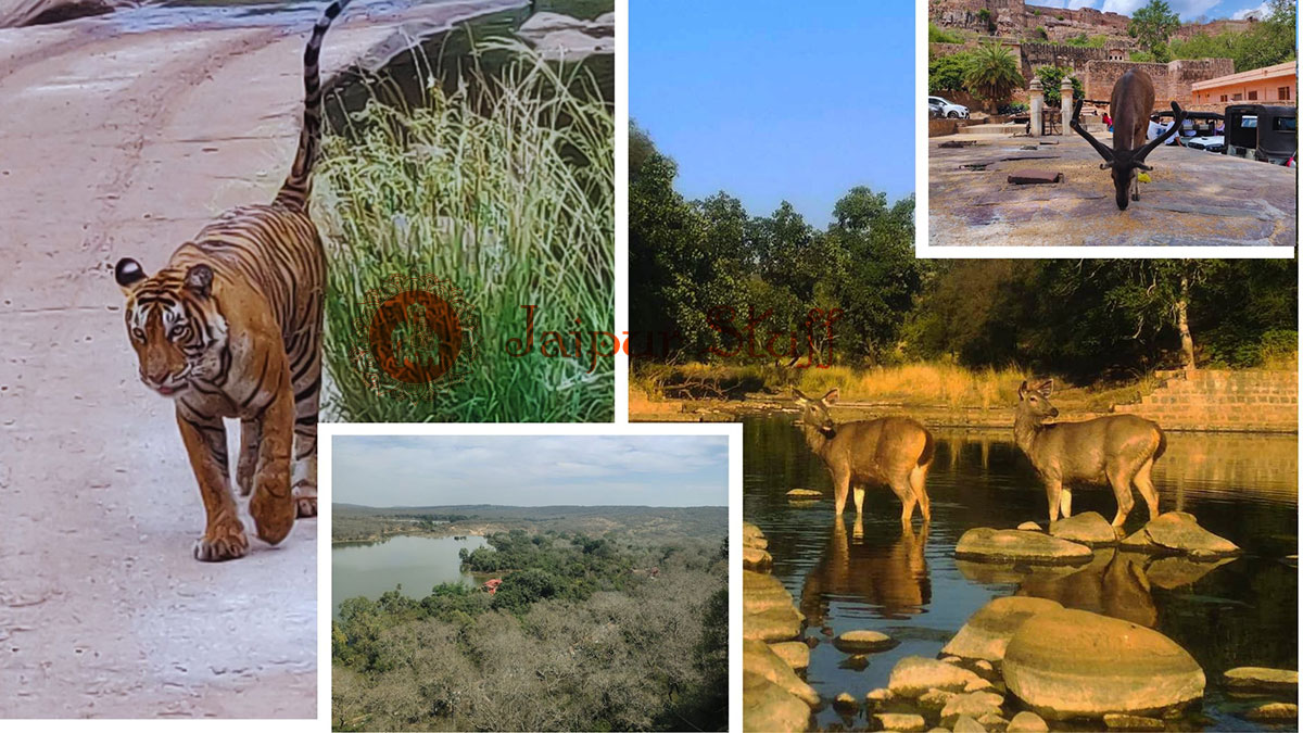 Ranthambore National Park: A spectacular land of wildlife - Jaipur Stuff
