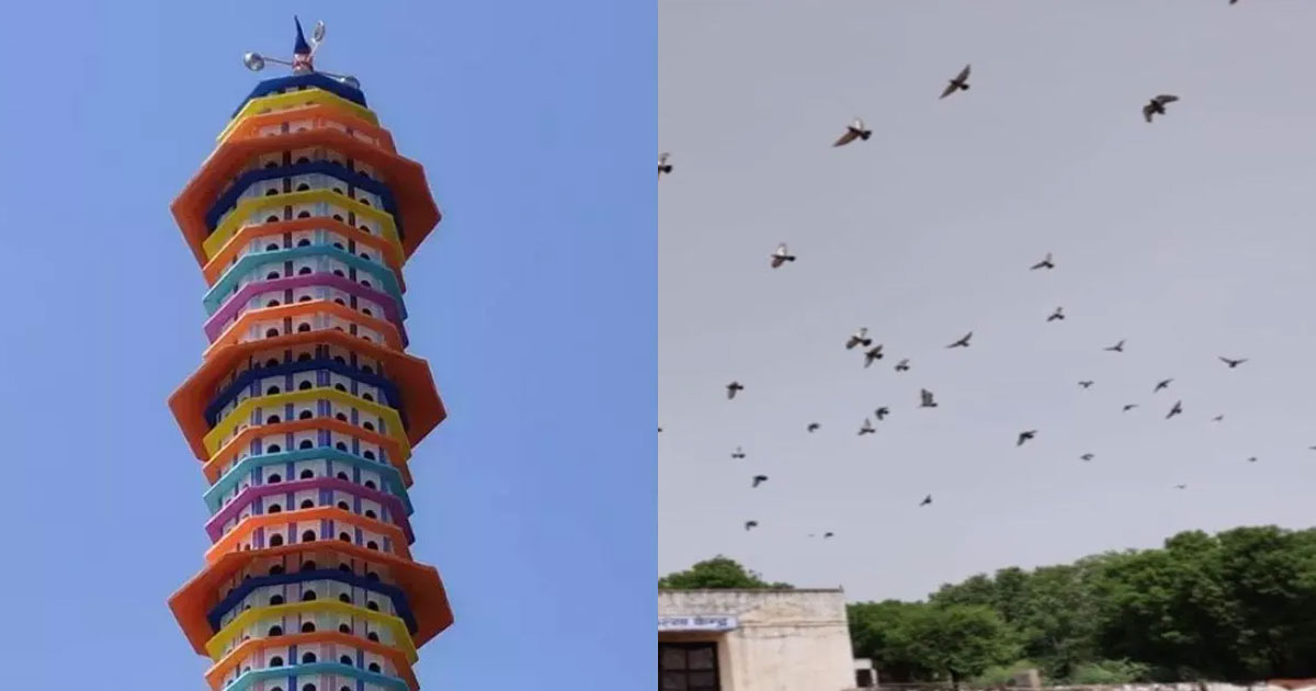 Jaipur's Pinjra Pol Goshala has built a 6storey building to house