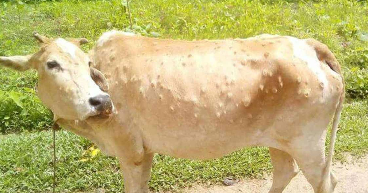 Lumpy infected cow