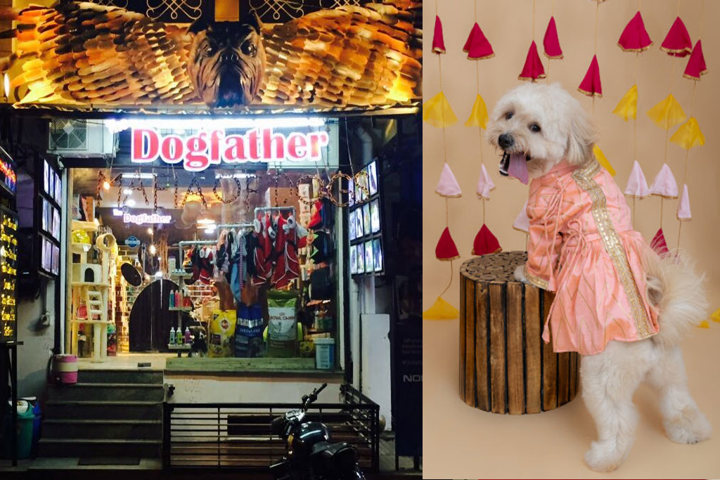 10 Best pet shops in Jaipur for your furry mate - Jaipur Stuff