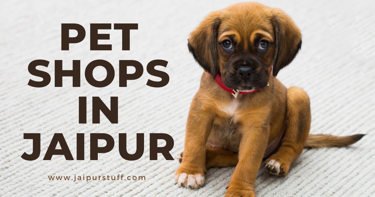 10 Best pet shops in Jaipur for your furry mate Jaipur Stuff