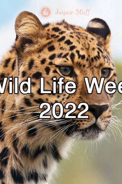 wildlife week 2022