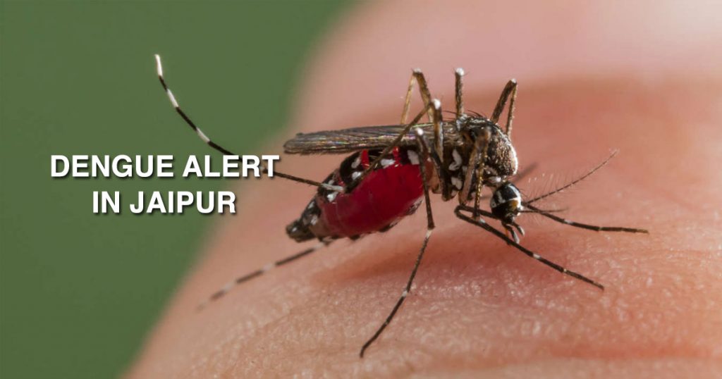 dengue-alert-in-jaipur-299-cases-in-seven-days-jaipur-stuff