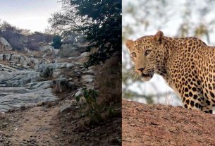 third leopard sanctuary Maila Bagh in Jaipur
