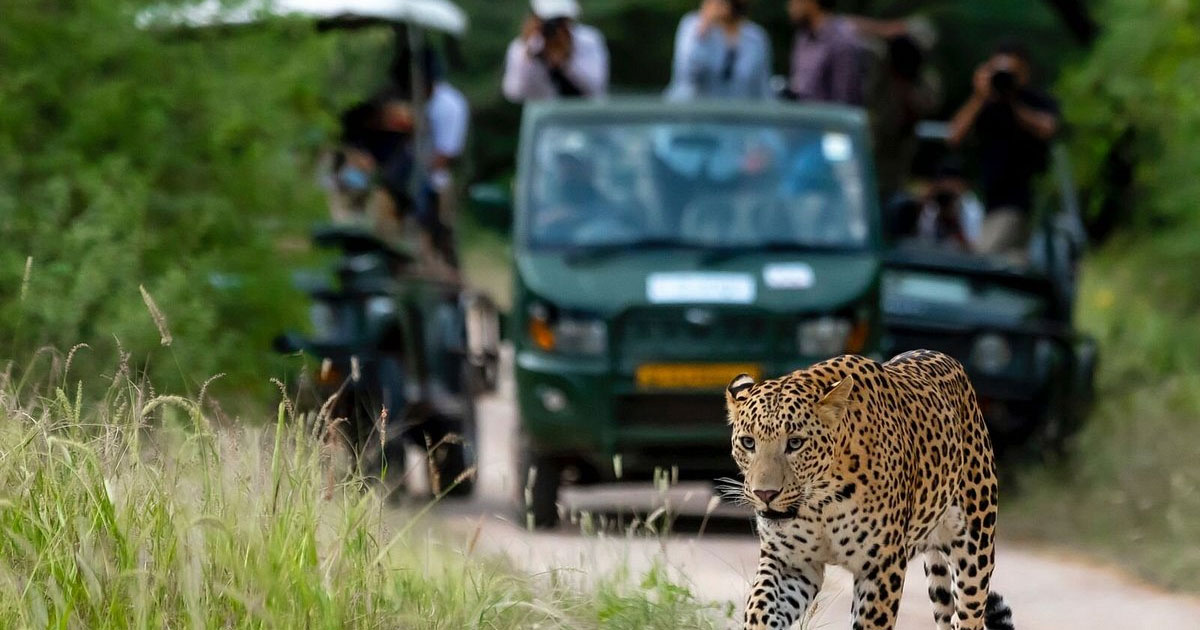 Jaipur-to-have-3-leopard-safaris